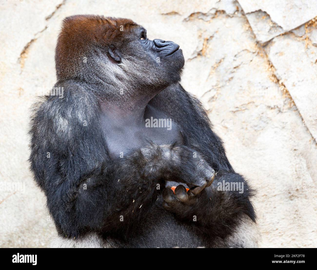 Gorillas are herbivorous, predominantly ground-dwelling great apes that inhabit the tropical forests of equatorial Africa. Stock Photo