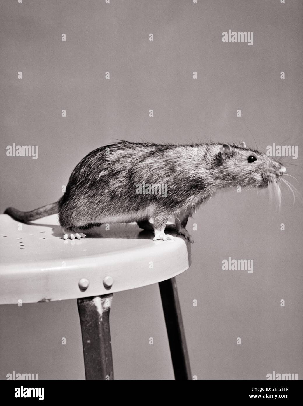 1930s 1940s A SENSITIVE AND HIGH STRUNG GRAY LAB RAT SITTING ON A METAL ...