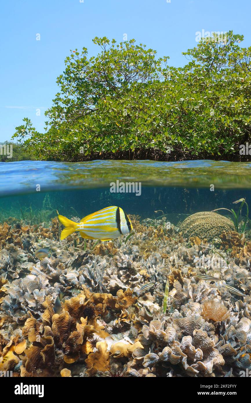 Mangrove tree and coral reef with fish underwater, Caribbean sea, split level view over and under water surface, Central America Stock Photo