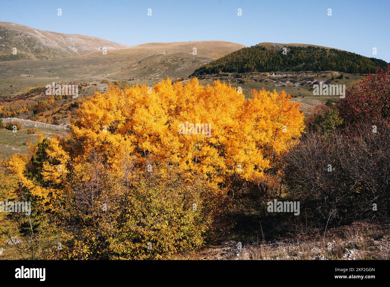 colorful autumn foliage in Campo Imperatore, Gran Sasso National Park, Abruzzo Italy. Landscape Stock Photo
