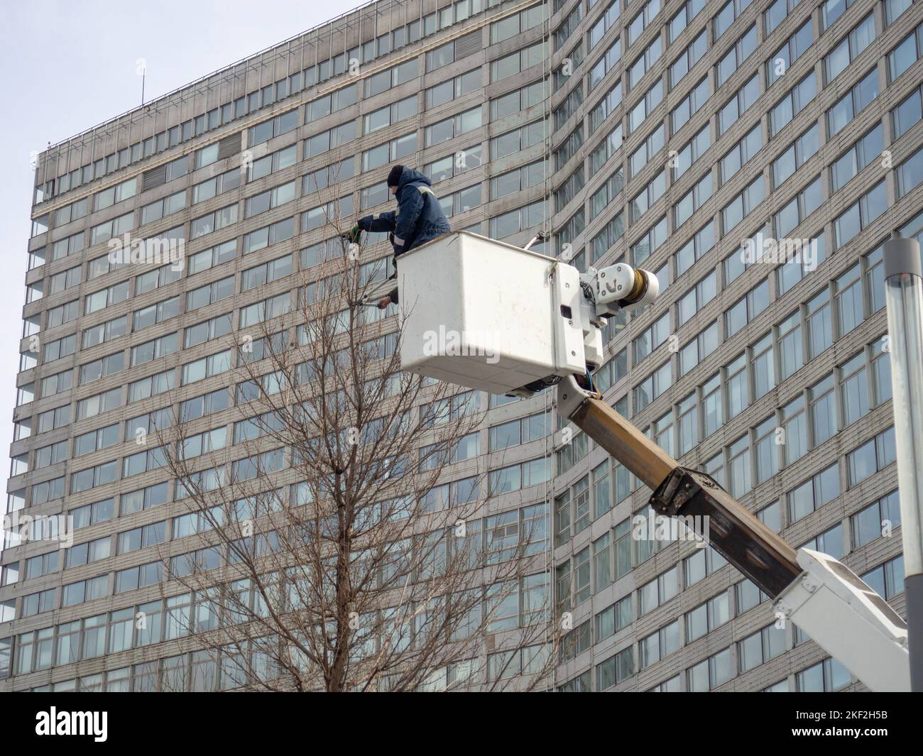 Workers on the lift trim the tree. Landscaper's work. Trimming the top ...