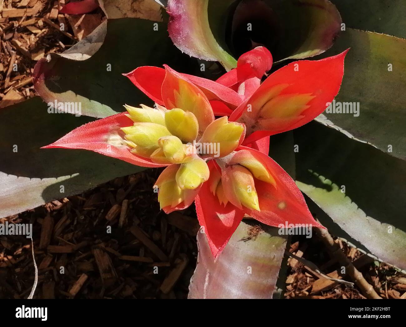 Neoregelia carolinae or Blushing Bromeliad is a species in the genus Neoregelia. It is noted for its centre turning red when it's about to flower. Nat Stock Photo