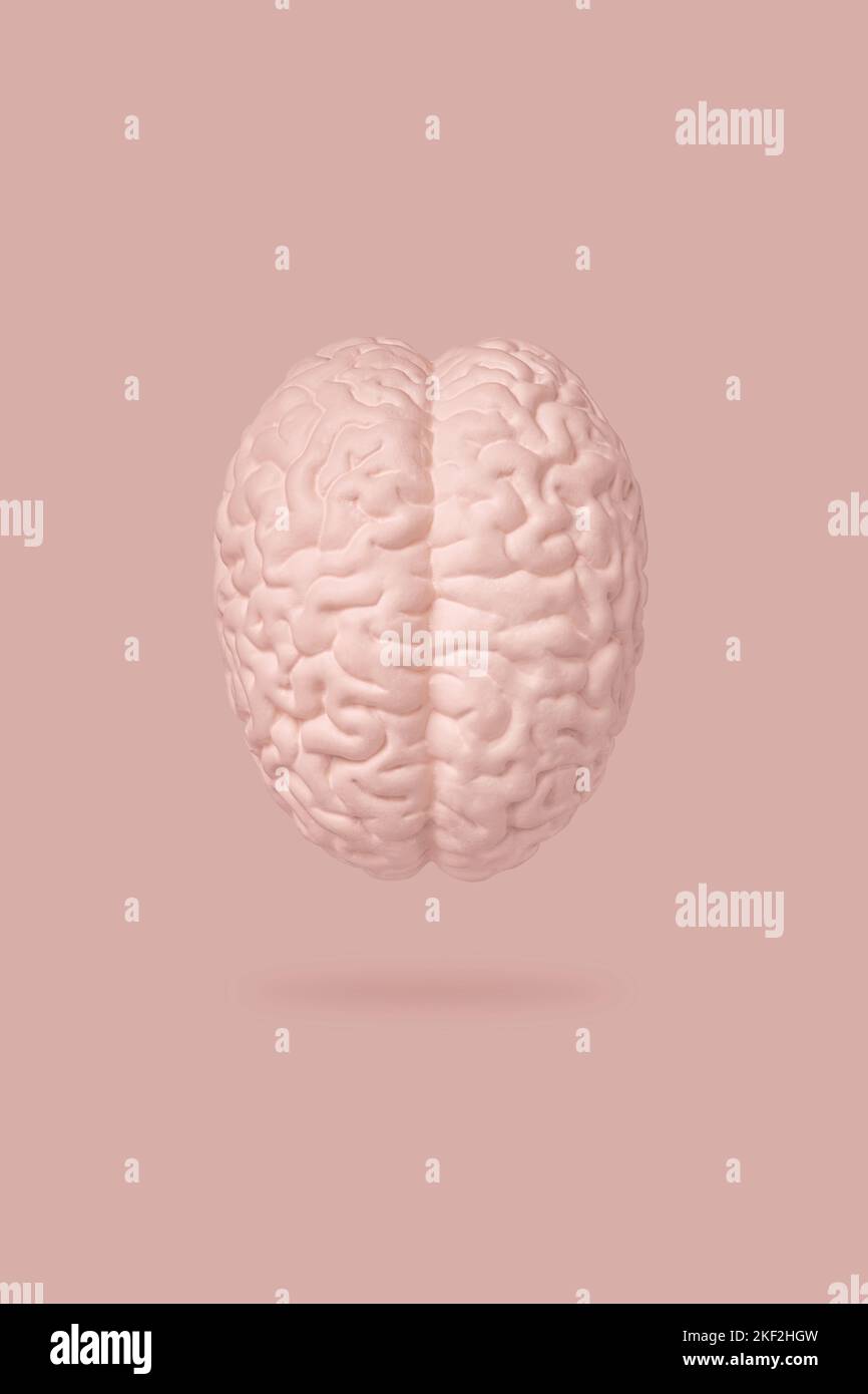 Top view of the human brain model isolated on pink background close up. The concept of neurosurgery, health care Stock Photo