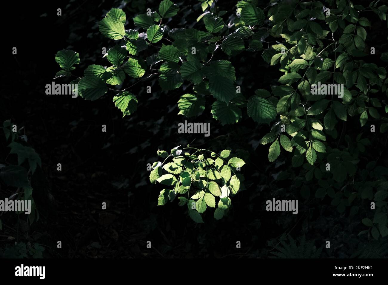 Isolated cluster of green leaves naturally lit by sun shining through forest canopy. Ambient lighting. Stock Photo