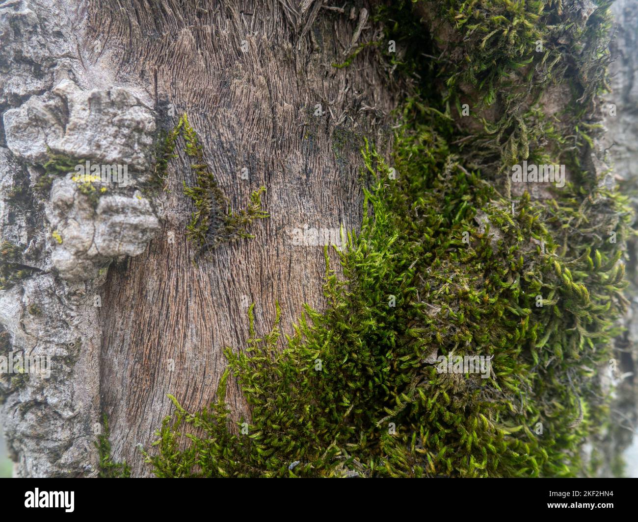 Palm tree bark in moss. Moss on the bark of an old tree. Botany. Organics. Stock Photo