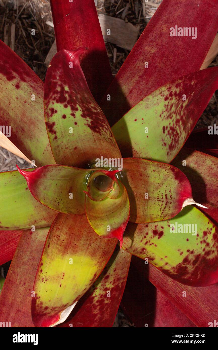 Neoregelia carolinae or Blushing Bromeliad is a species in the genus Neoregelia. It is noted for its centre turning red when it's about to flower, fro Stock Photo