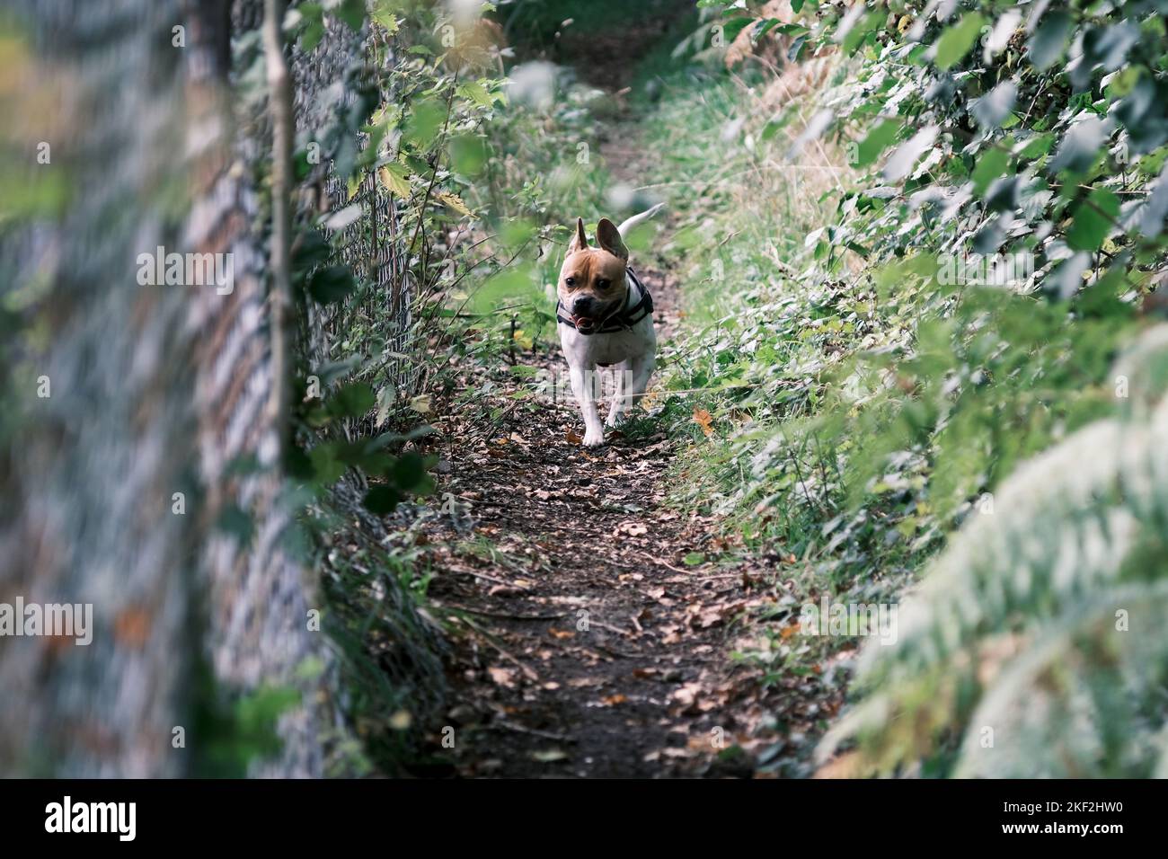 Adorable dog having fun in the woods. Probably up to no good. Running through wooded path next to a chain link fence. Staffordshire bull terrier cross. Stock Photo
