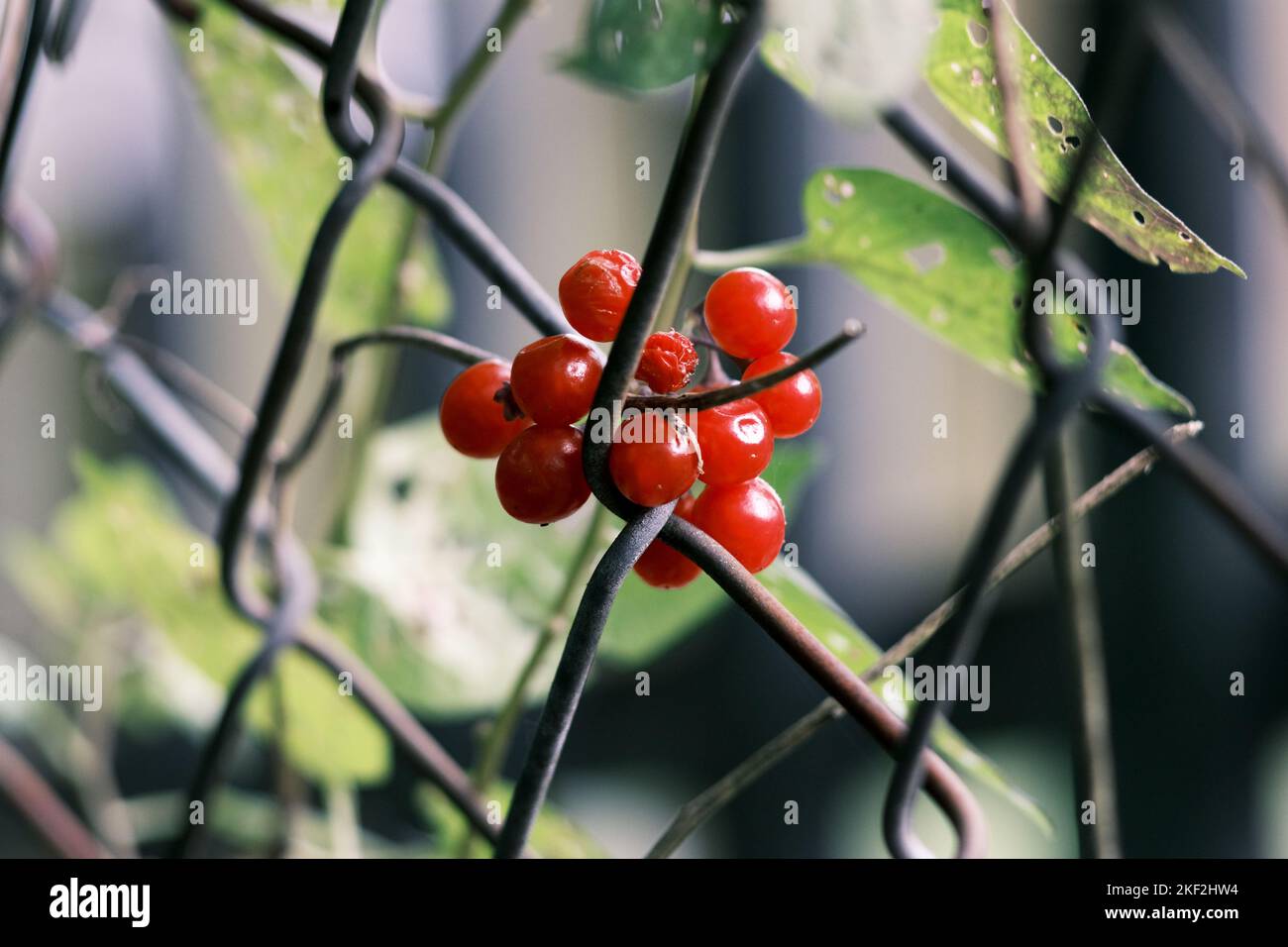 Vibrant, red berries growing on metal fence. Contrast between green leaves and metal fence. Bright red. Technology V nature Stock Photo