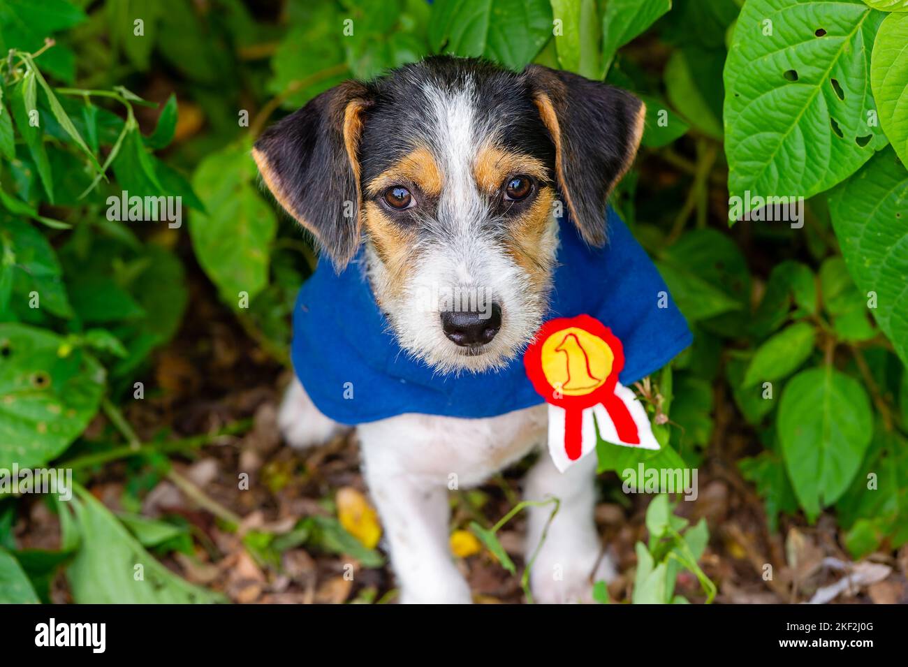A Cute Adorable Puppy Dog Is Looking Into The Camera Wearing Number One Costume Stock Photo