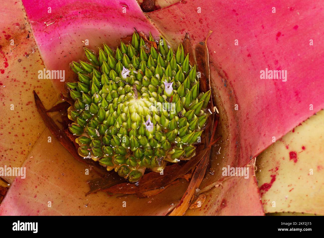 Neoregelia carolinae or Blushing Bromeliad is a species in the genus Neoregelia. It is noted for its centre turning red when it's about to flower. Nat Stock Photo