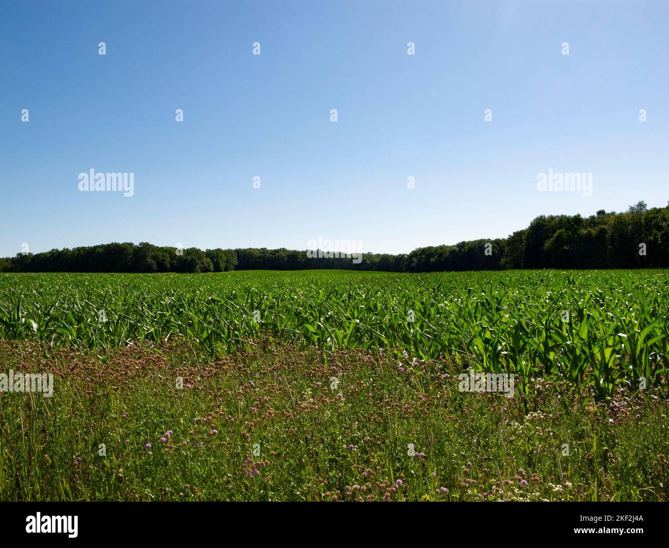 Farm field in rural Pennsylvania. Poconos Mountains, PA, summer 2010 Stock Photo
