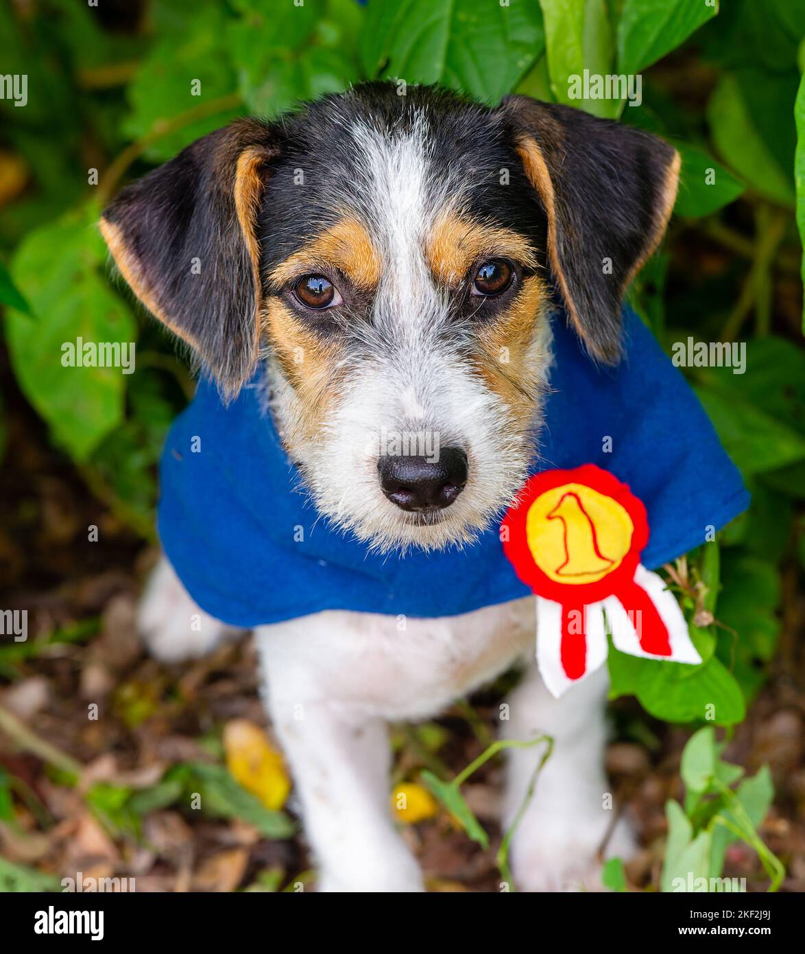 a-cute-adorable-puppy-dog-is-looking-into-the-camera-wearing-number-one