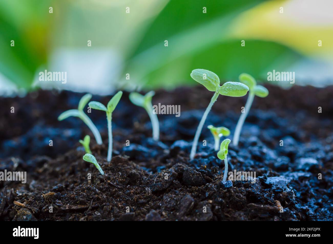 Plant sprouts that have just germinated and come out of the ground ...