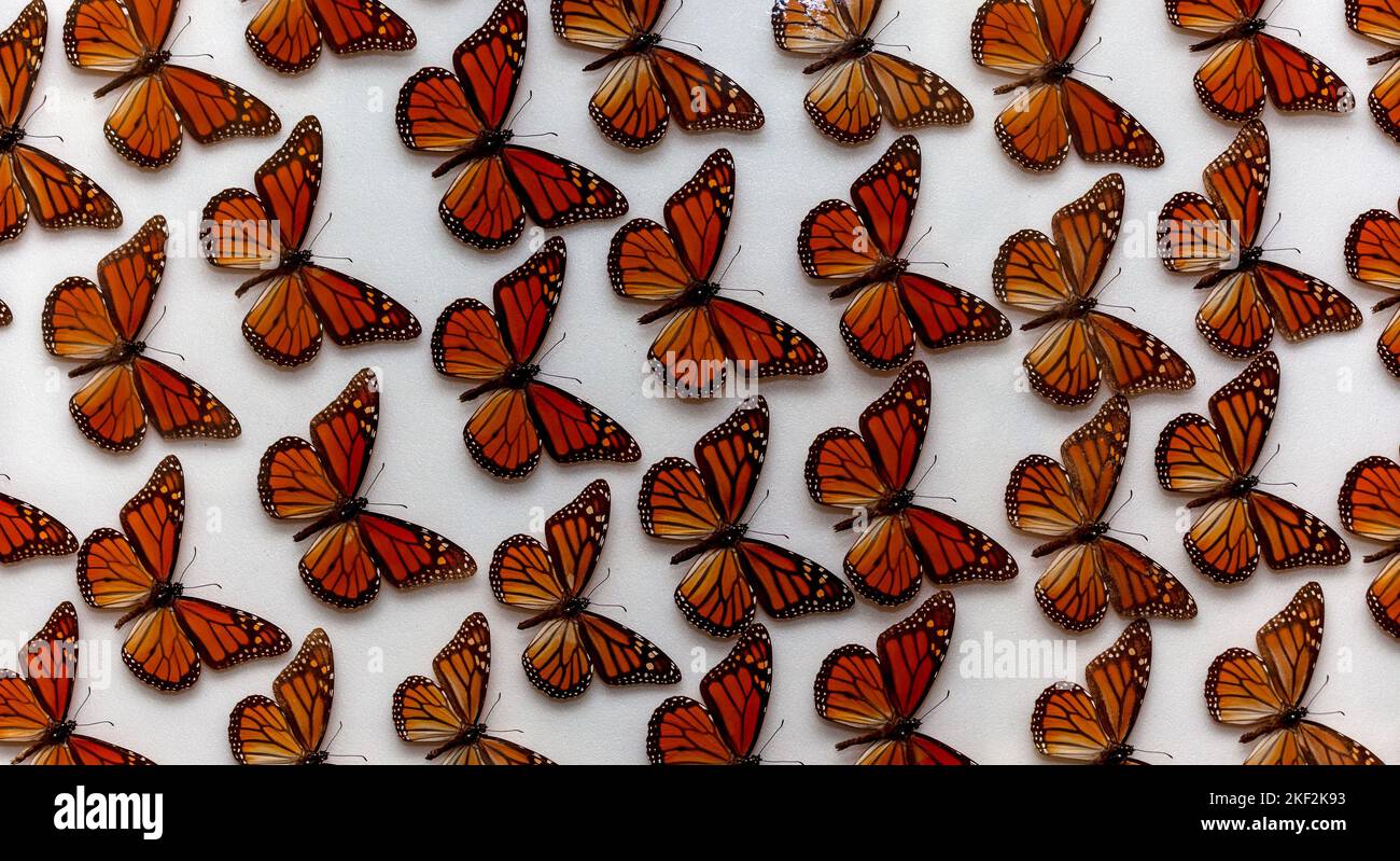 Butterflies are the adult flying stage of certain insects belonging to