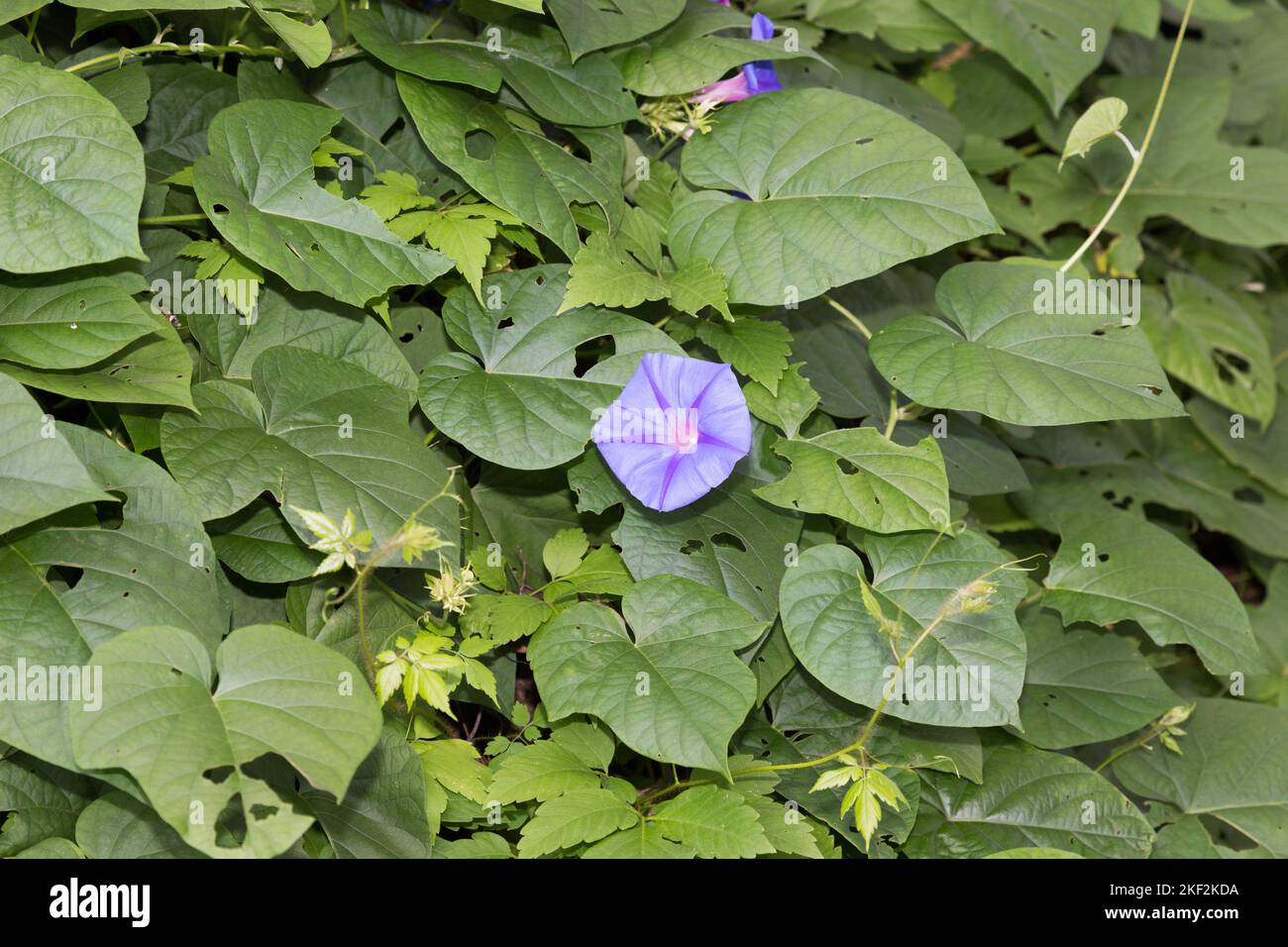 Convolvulaceae, known commonly as the bindweed or morning glory family,  mostly herbaceous vines, but also trees, shrubs and herbs, and also including Stock Photo