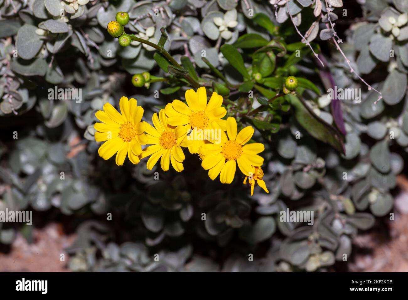 A cheerful daisy flower found in both gardens and in the wild Stock Photo