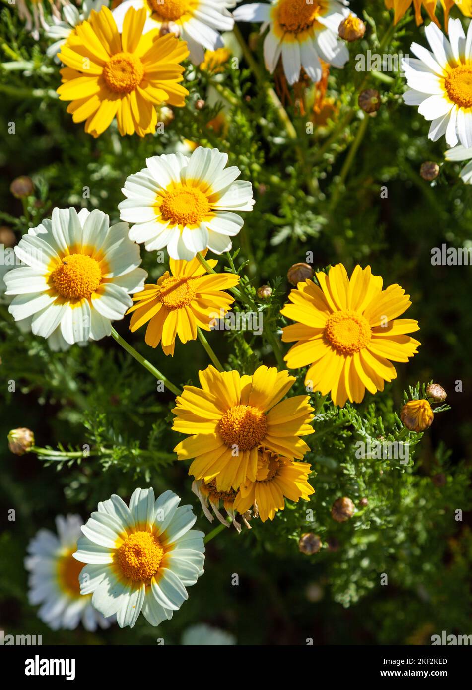closeup of a beautiful daisy Stock Photo