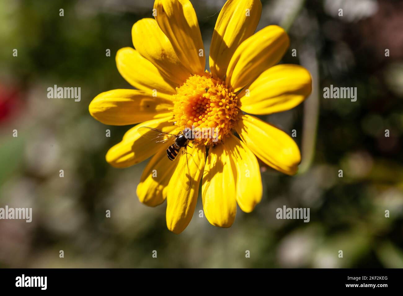 A cheerful daisy flower found in both gardens and in the wild Stock Photo