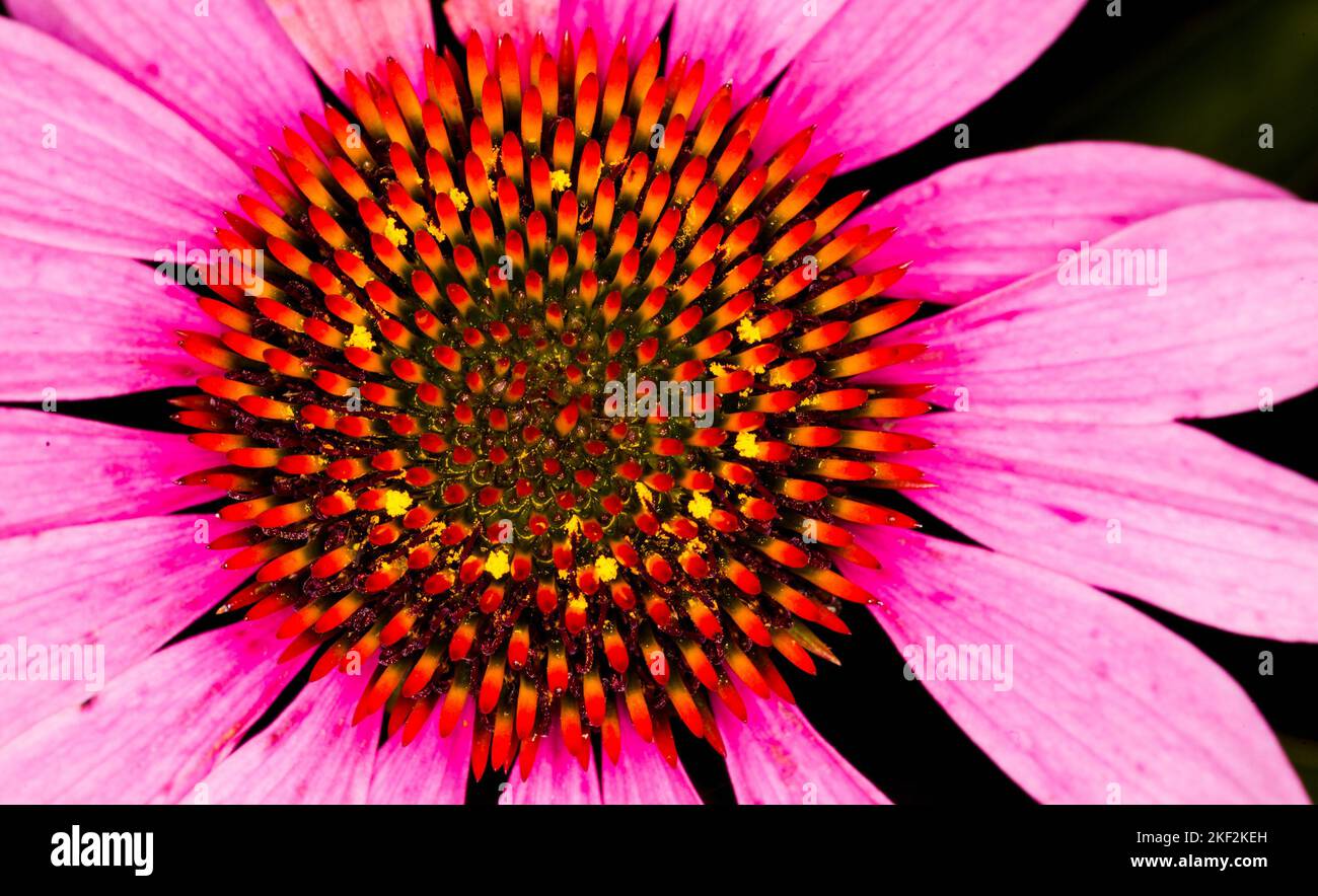 close up of a pink daisy Stock Photo