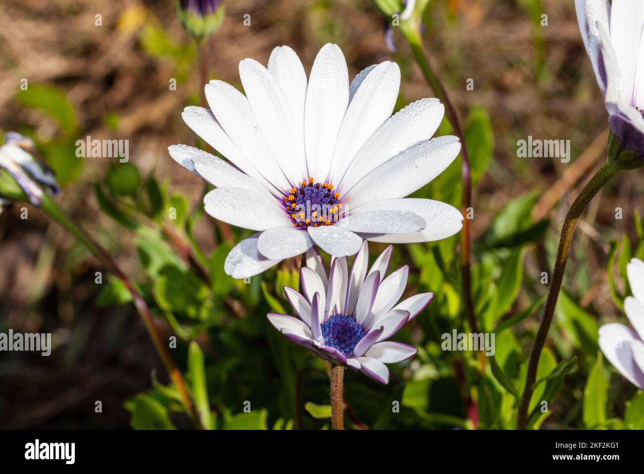 beautiful daisy flower in a field Stock Photo