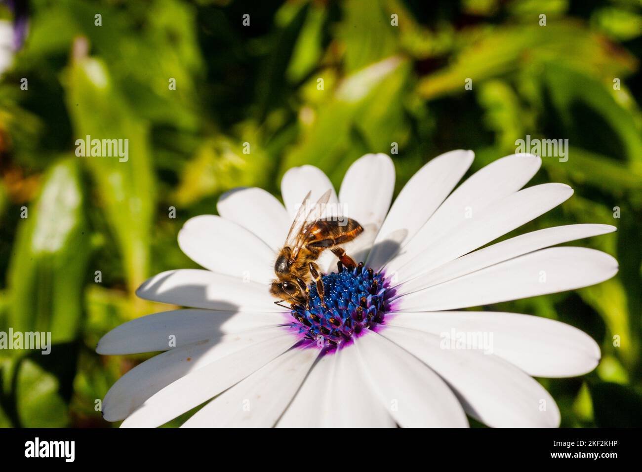 beautiful daisy flower in a field Stock Photo