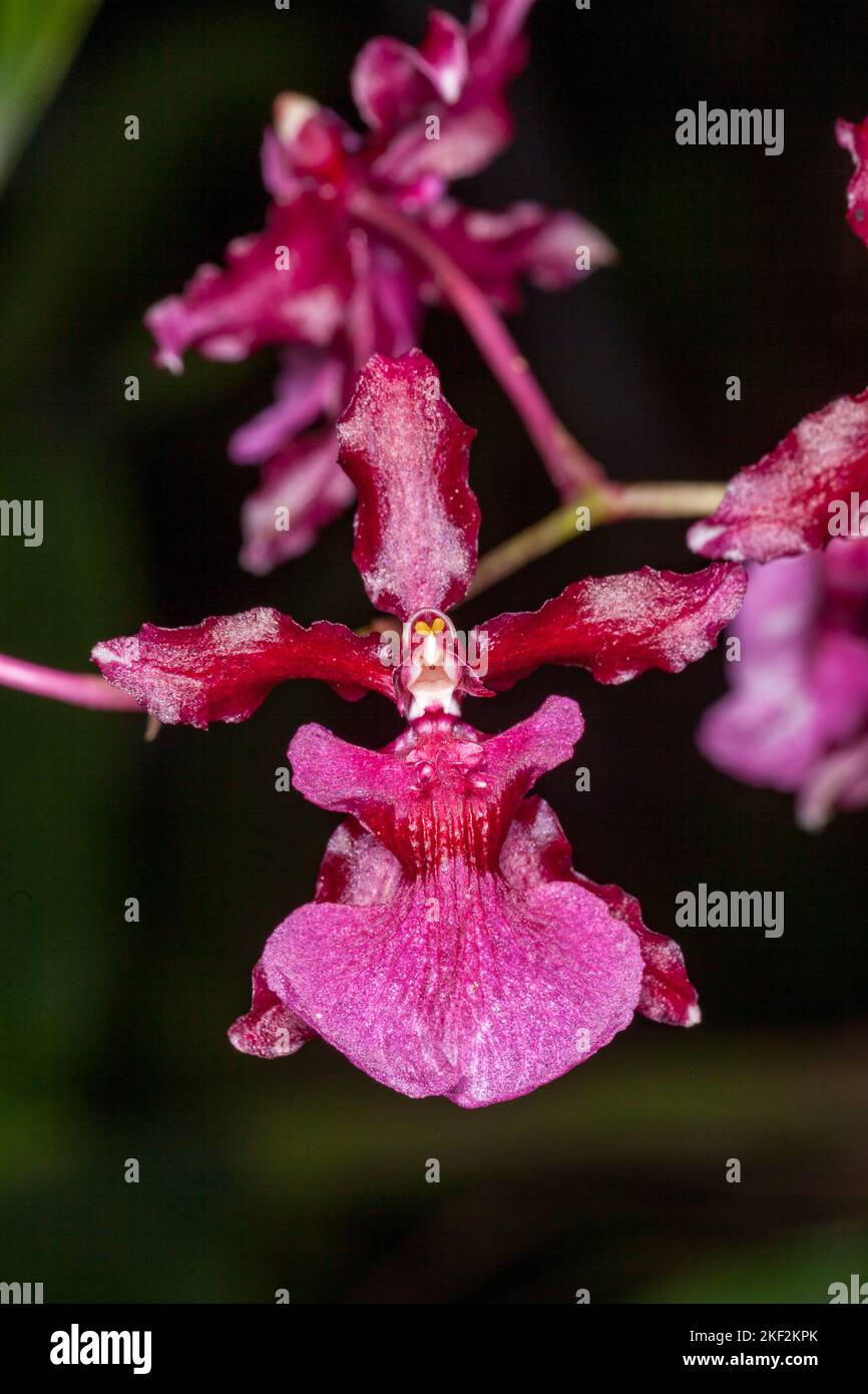 Oncidium orchids were first officially described by Olaf Swartz, a Swedish botanist, in the year 1800.more popularly known for nicknames dancing lady Stock Photo