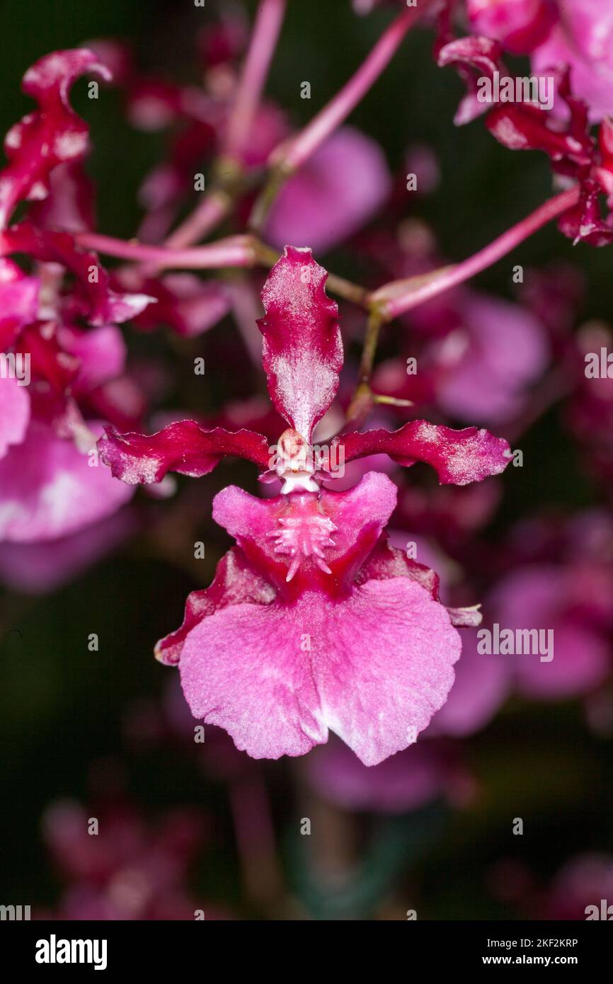 Oncidium orchids were first officially described by Olaf Swartz, a Swedish botanist, in the year 1800.more popularly known for nicknames dancing lady Stock Photo