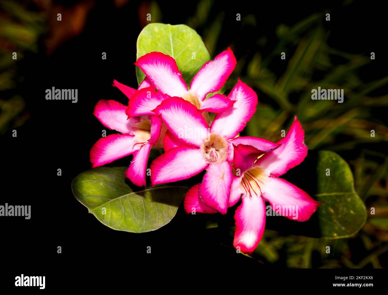 Adenium : 49 603 images, photos de stock, objets 3D et images