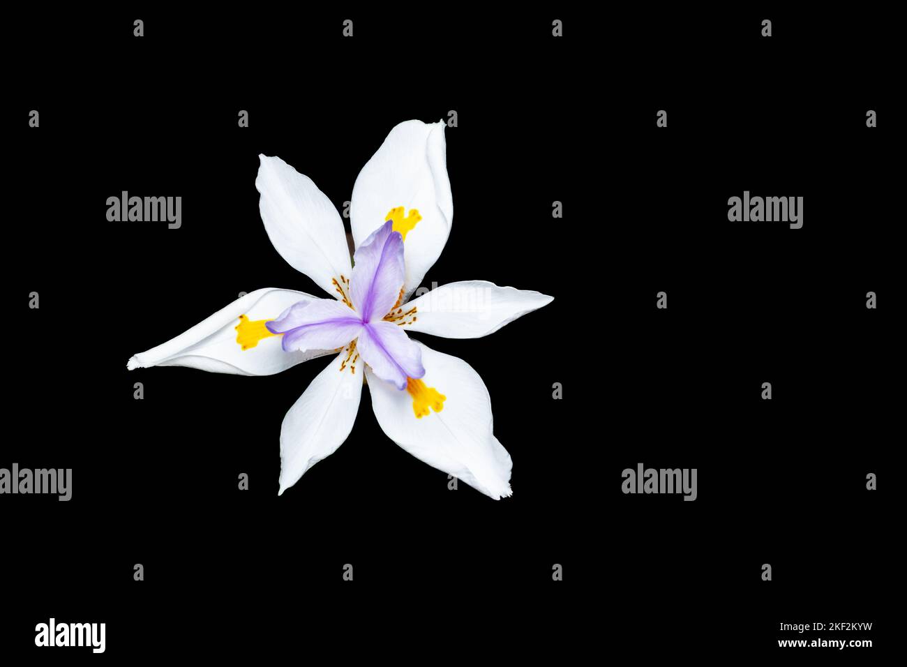Dietes grandiflora, the large wild iris, African iris or fairy iris, is
