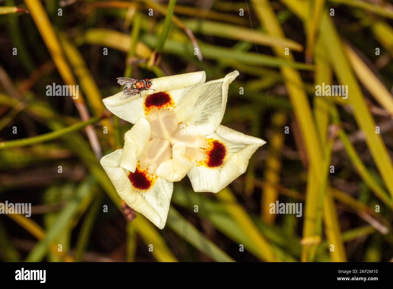 Dietes bicolor, the African iris, fortnight lily or yellow wild iris, is a clump-forming rhizomatous perennial plant with long sword-like evergreen pa Stock Photo