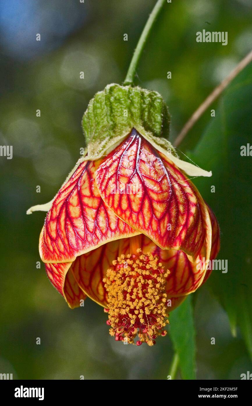 Abutilon pictum is a species of flowering plant in the family Malvaceae. It is native to southern Brazil, Argentina, Paraguay and Uruguay. It is edibl Stock Photo
