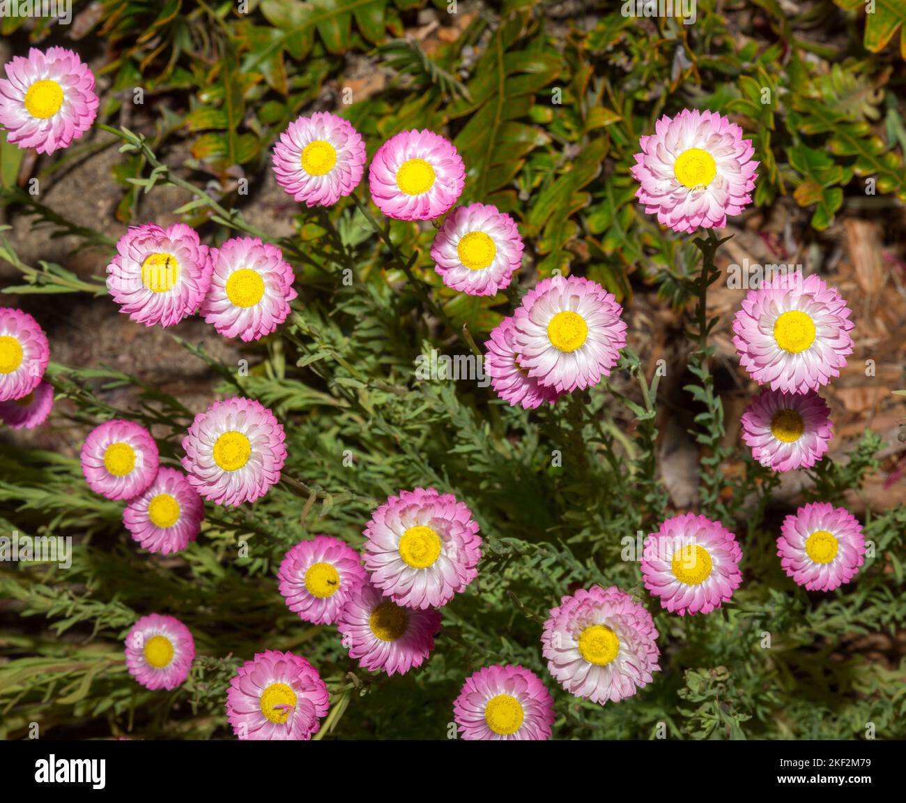Stunning, brightly coloured paper daisies in bloom in Spring and early Summer, in Western Australia. Freshly picked and dried flowers will often last Stock Photo