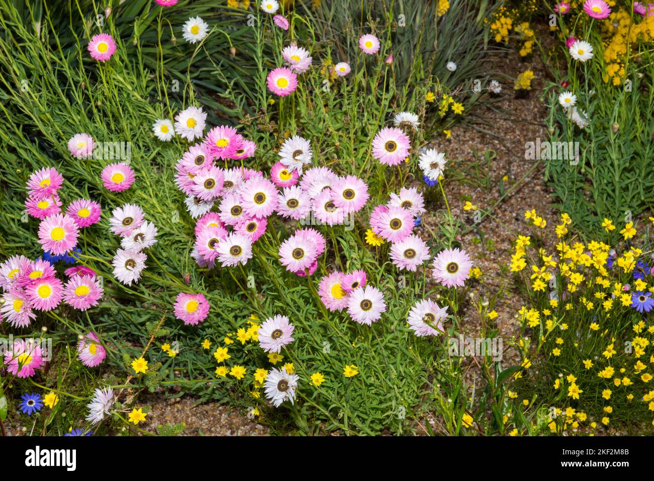 Stunning, brightly coloured paper daisies in bloom in Spring and early Summer, in Western Australia. Freshly picked and dried flowers will often last Stock Photo