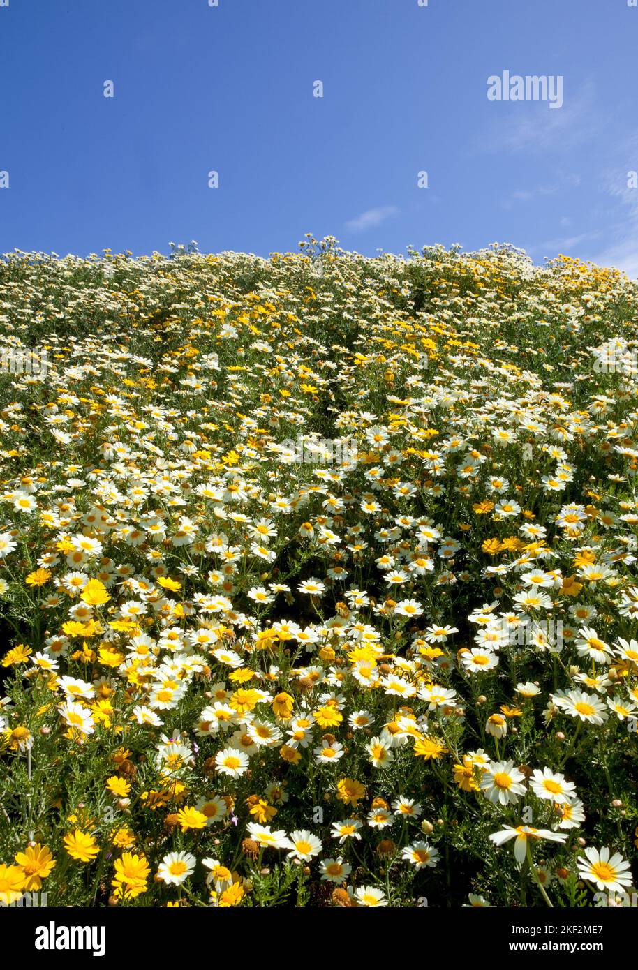 Field of daisies and wildflowers in California USA Stock Photo