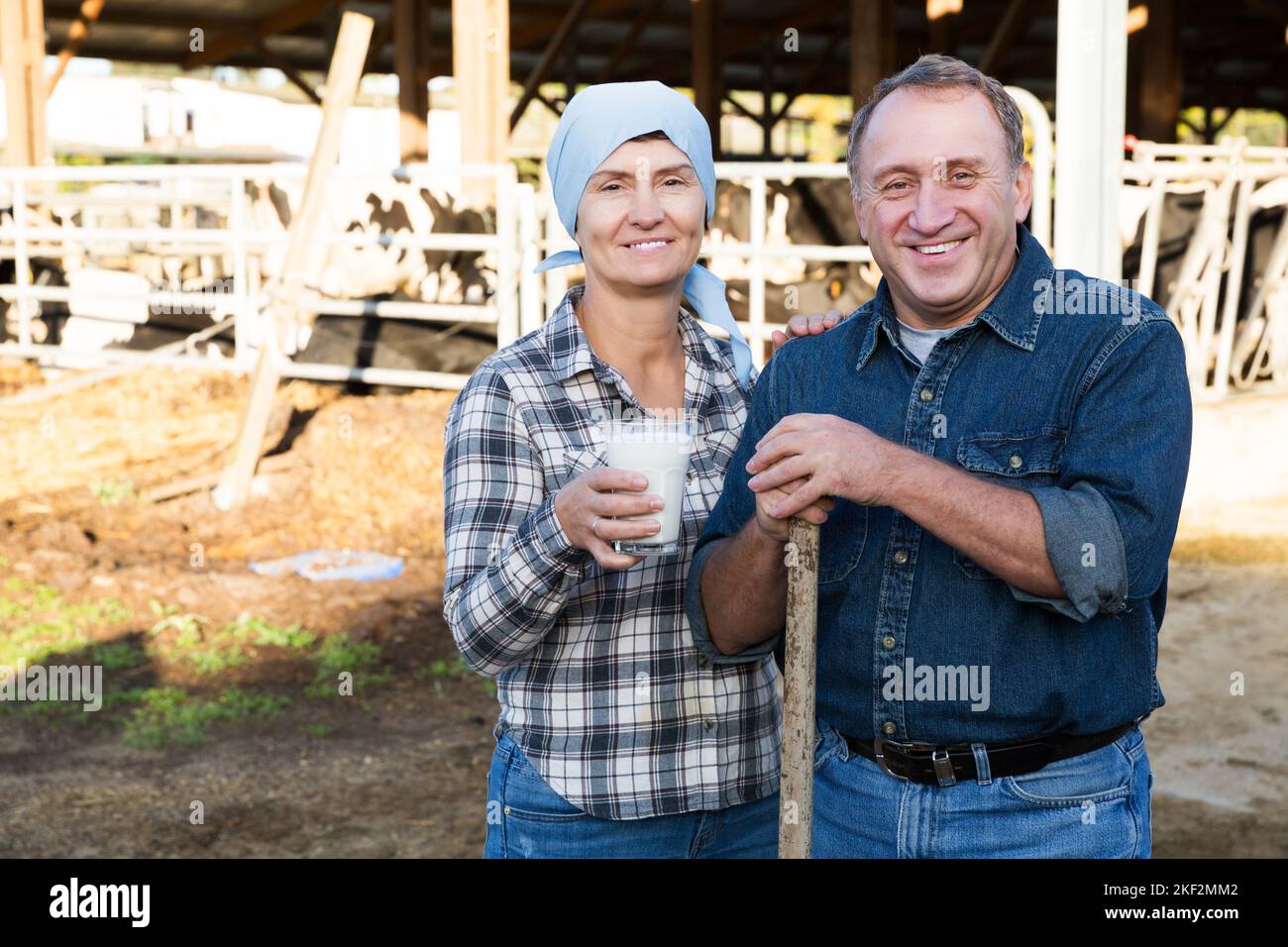 farmers standing on background of cows in stall Stock Photo - Alamy