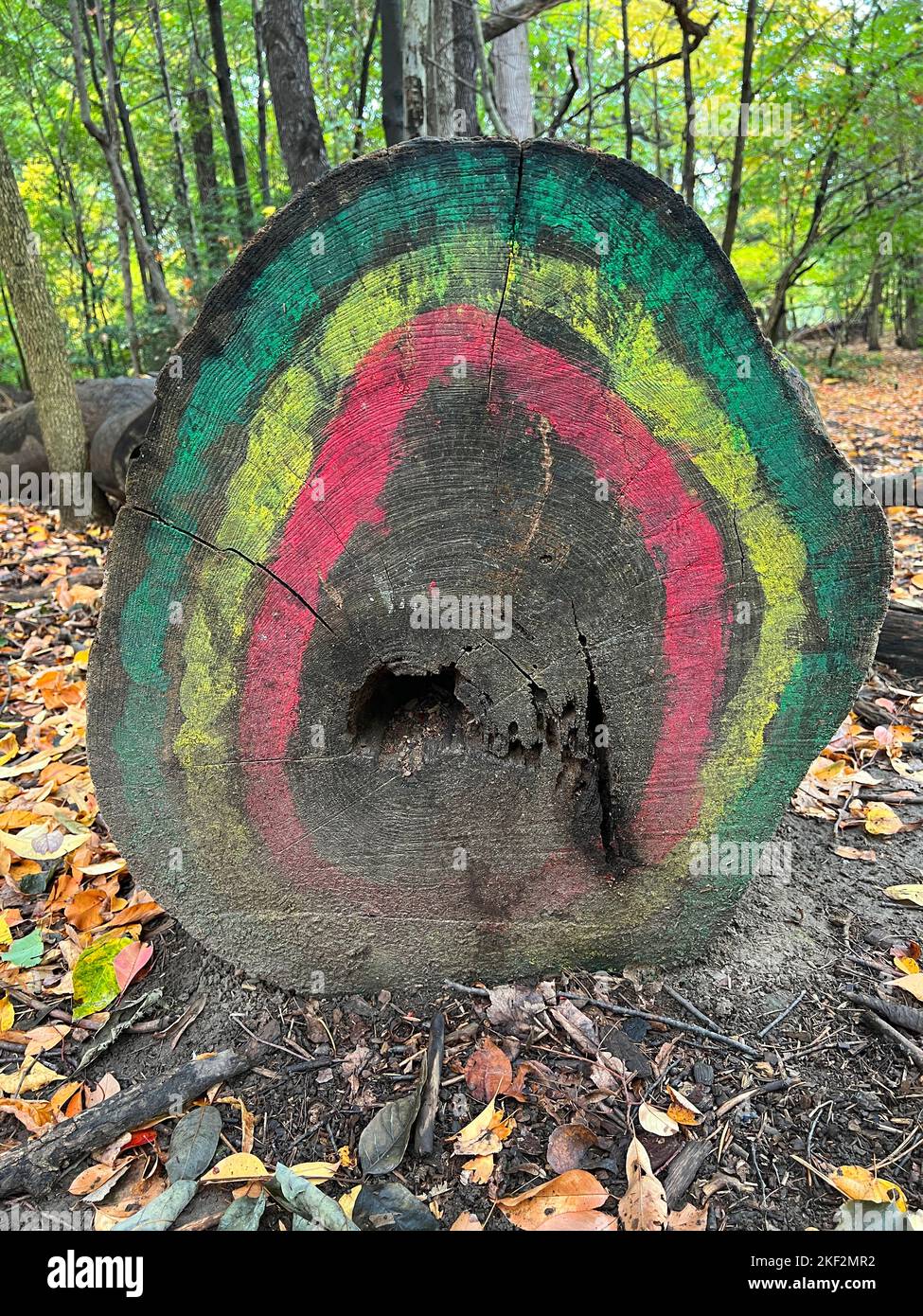 Large painted tree trunk of a downed tree in Prospect Park, Brooklyn, New York. Stock Photo
