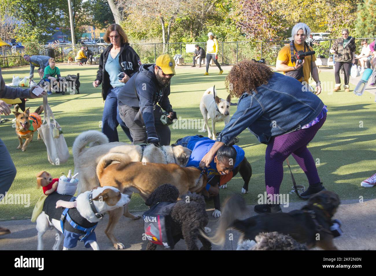 Pet owners break up a dog fight at a local dog run at the Parade Grounds in Brooklyn, New York. Stock Photo