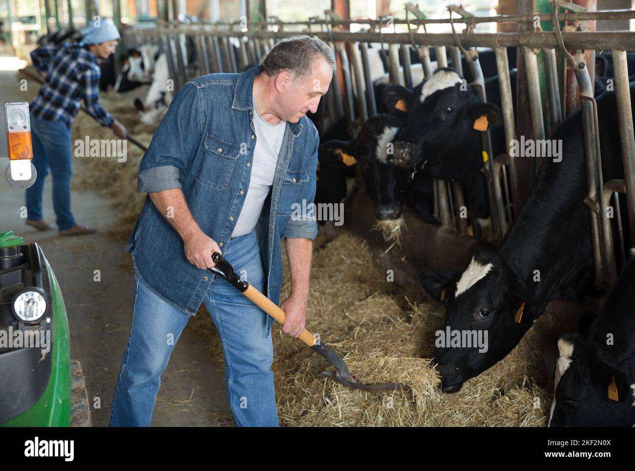Portrait of man who is feeding cows Stock Photo - Alamy