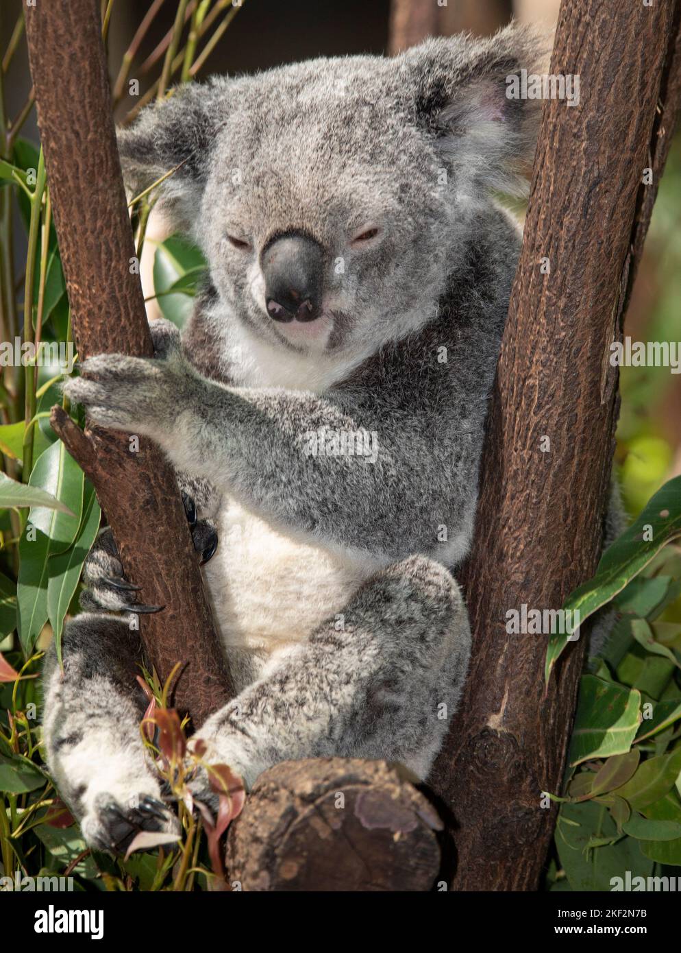 the koala bear is unique to Australia and eats only leaves of certain