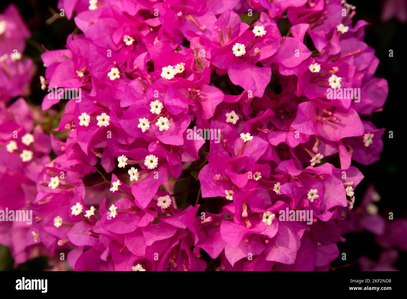 Bougainvillea native to South America. Is a colorful thorny vine. Not