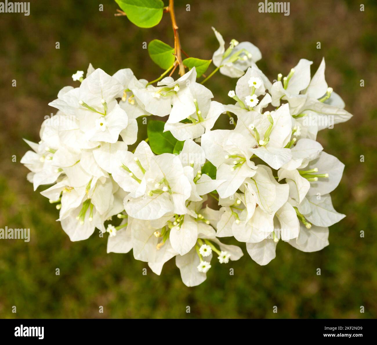 Bougainvillea native to South America. Is a colorful thorny vine. Not