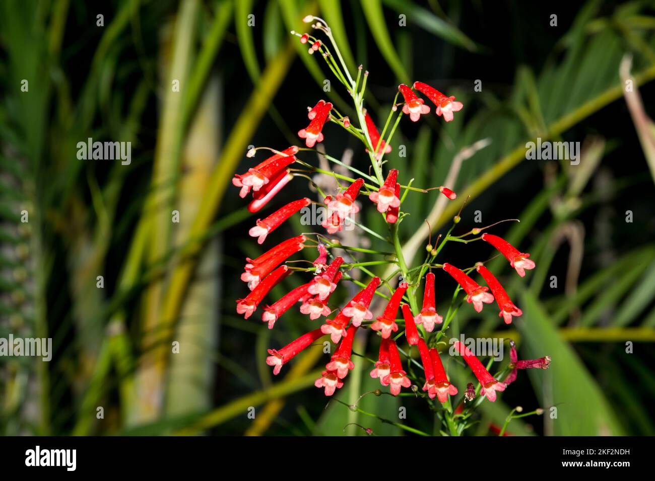 Russelia equisetiformis, the fountainbush, firecracker plant, coral plant, coral fountain, coralblow or fountain plant, is a species of flowering plan Stock Photo