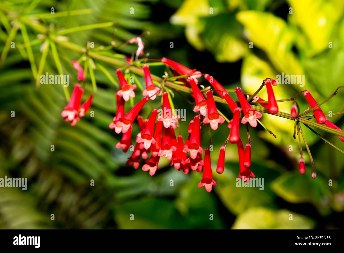 Russelia equisetiformis, the fountainbush, firecracker plant, coral plant, coral fountain, coralblow or fountain plant, is a species of flowering plan Stock Photo