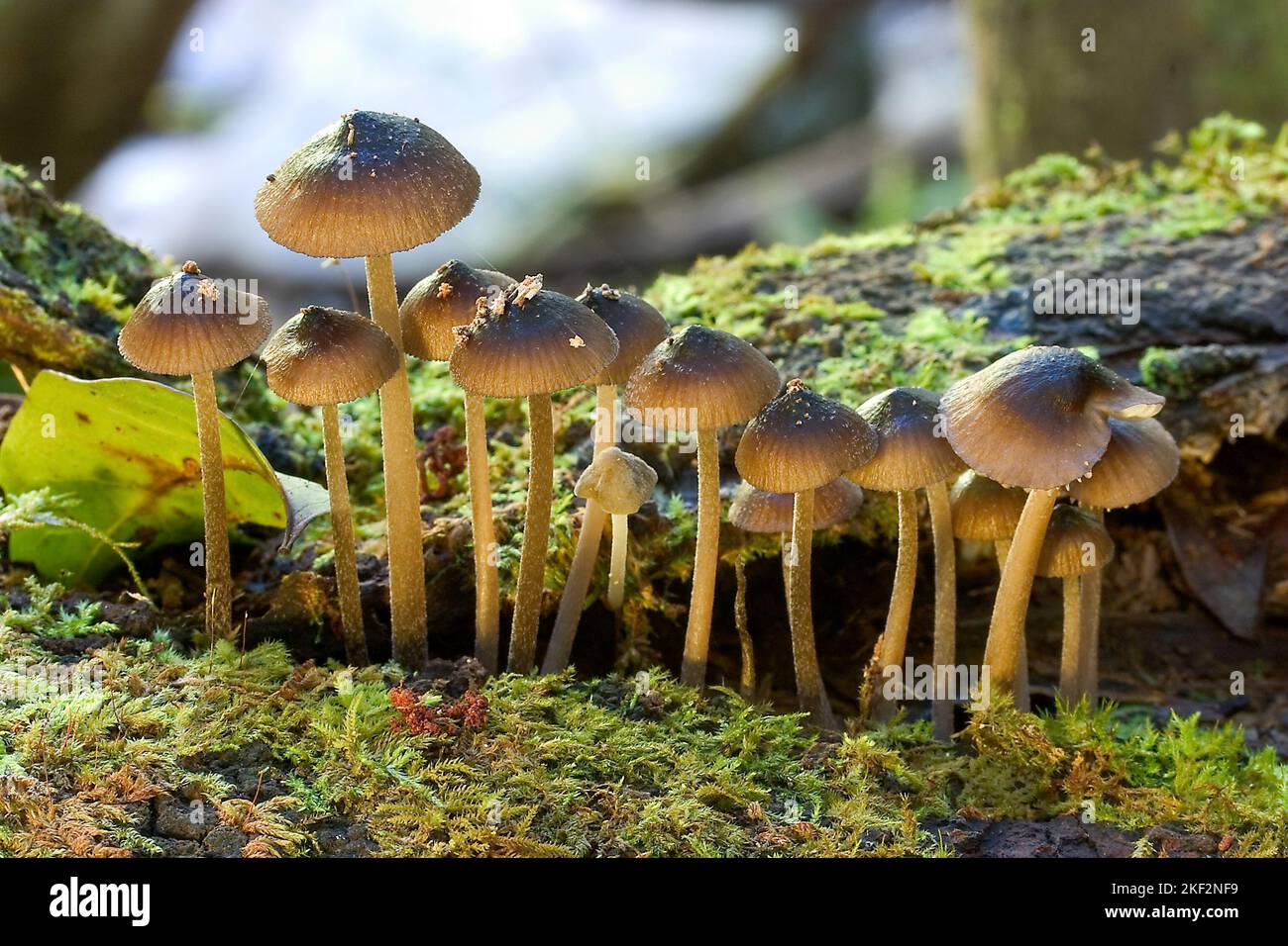 Wild mushrooms are sourced as food but can also be toxic. Also featured in many fairytales. Stock Photo
