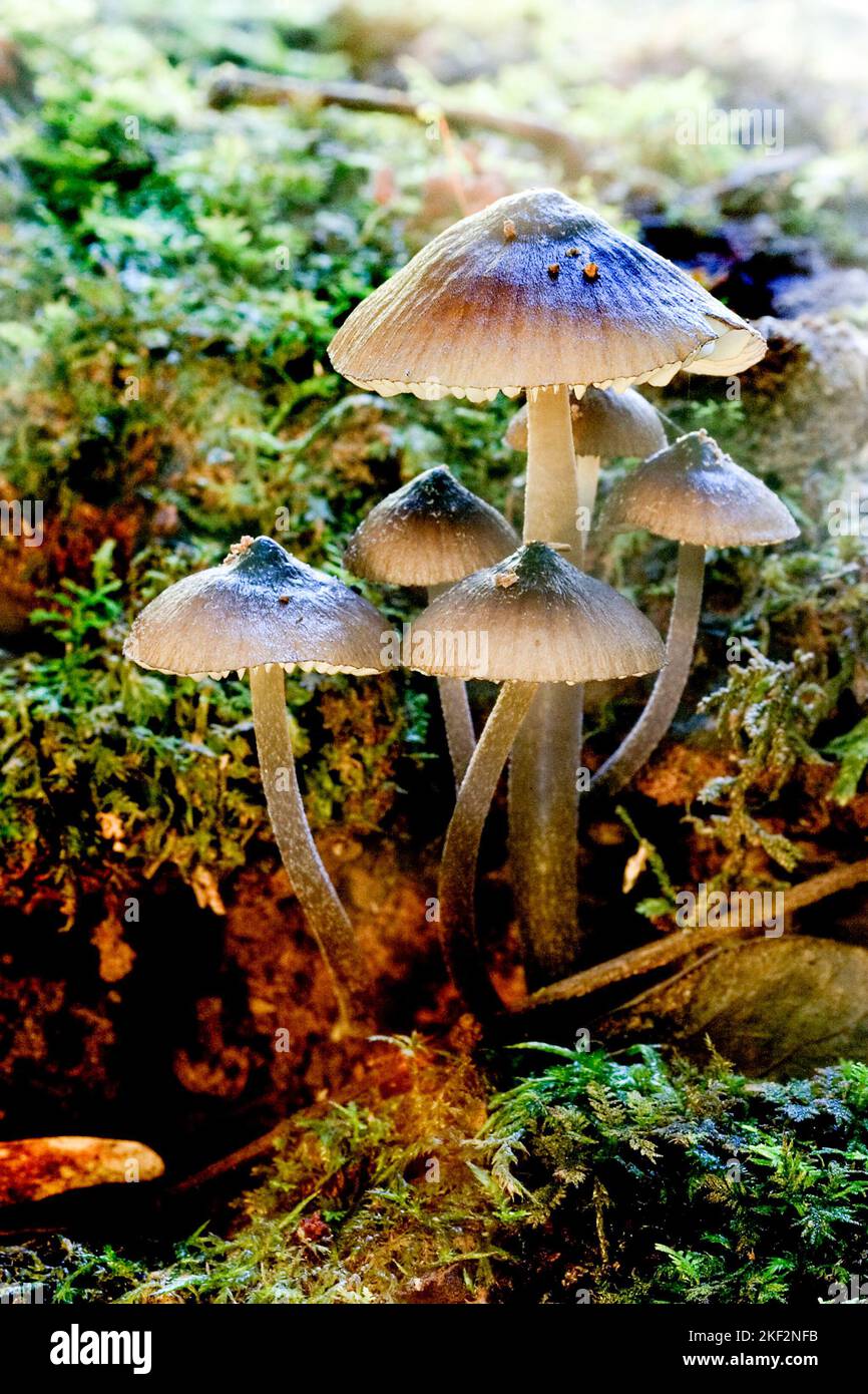 Wild mushrooms are sourced as food but can also be toxic. Also featured in many fairytales. Stock Photo