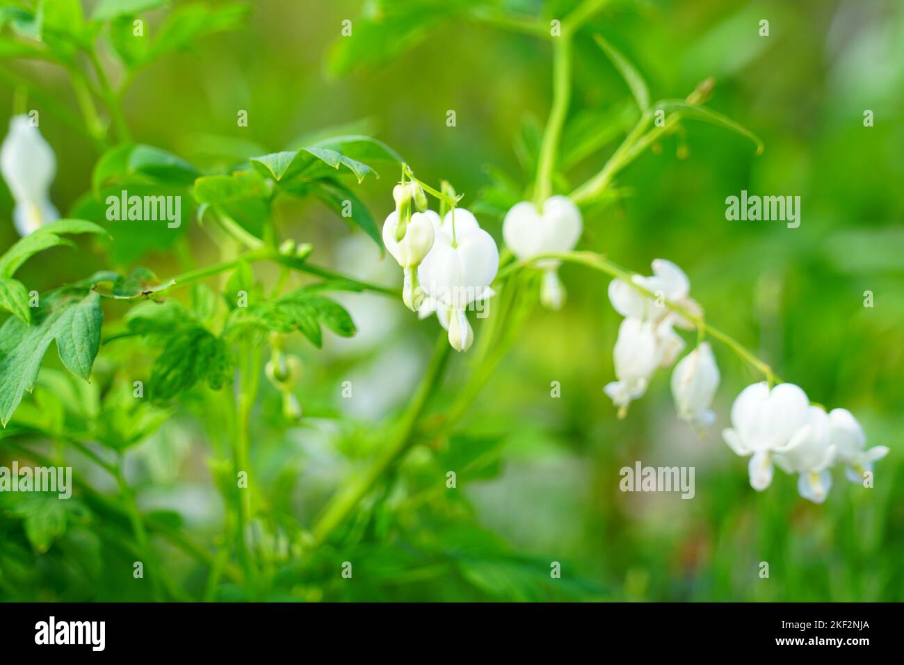 White bleeding heart flowers ( dicentra spectabilis) Stock Photo