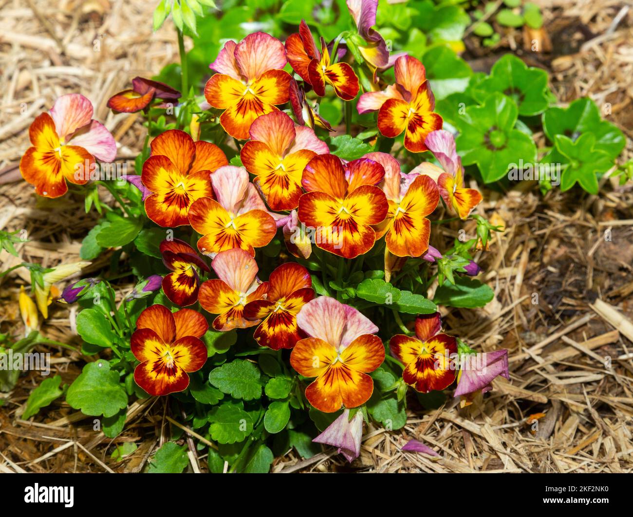 The garden pansy is a type of large-flowered hybrid plant cultivated as a garden flower from several species in the section Melanium of the genus Viol Stock Photo