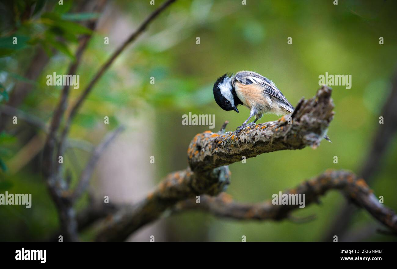 Black-capped chickadee bird on branch with green background Stock Photo