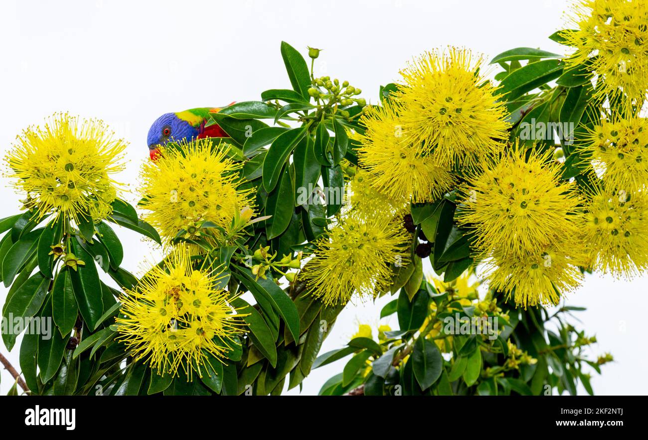 Xanthostemon chrysanthus, the golden penda or first love, is a species of tree in the myrtle family Myrtaceae, endemic to (found only in) north easter Stock Photo