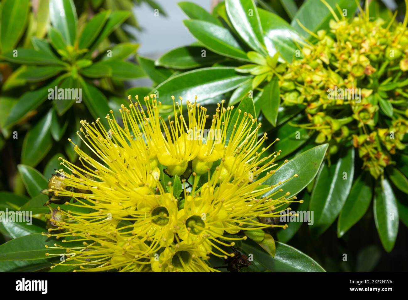 Xanthostemon chrysanthus, the golden penda or first love, is a species of tree in the myrtle family Myrtaceae, endemic to (found only in) north easter Stock Photo